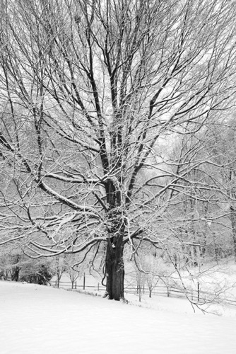 Sugar Maple Number 1 Reeves-Reed Arboretum Union County New Jersey (SA).jpg